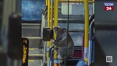 Australia, un koala sale sul bus per sfuggire al traffico