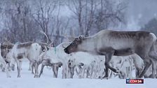 Allarme lupi in Finlandia: le renne di Babbo Natale sotto attacco