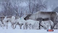 Allarme lupi in Finlandia: le renne di Babbo Natale sotto attacco