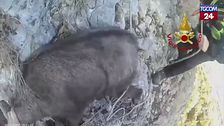 Camoscio bloccato sulla roccia: il salvataggio in elicottero è da brividi