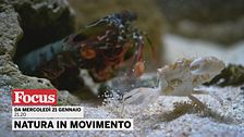 Natura in movimento