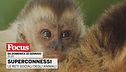 Superconnessi - Le reti sociali degli animali