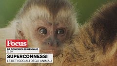 Superconnessi - Le reti sociali degli animali
