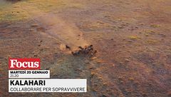 Kalahari - Collaborare per sopravvivere