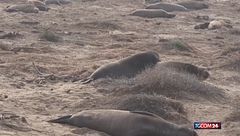 Gli elefanti marini"arrivano all'Año Nuevo State Park