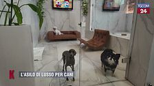 Asilo di lusso per cani, più cucce e meno culle è il nuovo fenomeno che caratterizza l'Italia