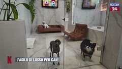 Asilo di lusso per cani, più cucce e meno culle è il nuovo fenomeno che caratterizza l'Italia