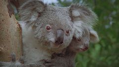 Incontri ravvicinati nel meraviglioso mondo degli animali