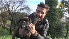 Cani, divieto di taglio di orecchie e coda