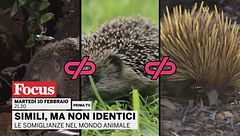 "Simili, ma non identici animali. Le somiglianze nel mondo animale"