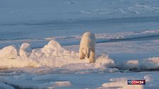 Alle Svalbard gli orsi polari stanno sempre meglio, ma potrebbe durare poco