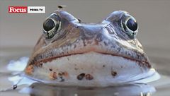 Vita e natura d'acqua dolce