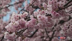 Giappone, cancellato il Festival dei Ciliegi: colpa dell'overtourism