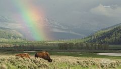 Maratona Yellowstone