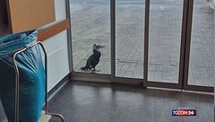 Brema, cormorano ferito "bussa" alla porta di una clinica