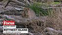 Rottnest island: il regno dei quokka