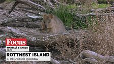 Rottnest island: il regno dei quokka
