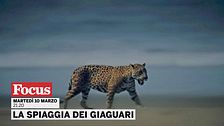 La spiaggia dei giaguari