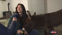 Genova, asinello ripudiato dalla mamma: ora vive in salotto con una famiglia