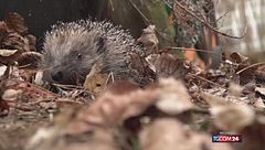 Francia, a Parigi nasce un centro di recupero ... per ricci