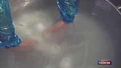 Campania e Puglia si contendono la burrata