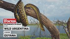 Wild Argentina