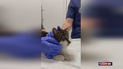 Gatta seviziata a Roma, Tor Tre Teste tifa per lei: "Non mollare"