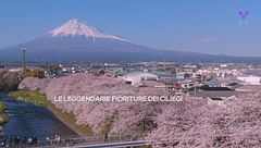 Il sogno giapponese: le leggendarie fioriture dei ciliegi