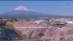 Il sogno giapponese: le leggendarie fioriture dei ciliegi