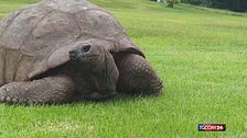 La tartaruga più vecchia del mondo è... viva e vegeta