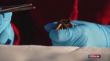 Ucraina, anche i pipistrelli vengono salvati dalla guerra: rimessi in libertà tra applausi e sorrisi