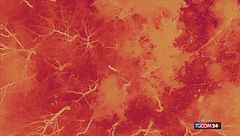 Corea del Sud, è caccia al lupo: panico per l'animale scappato dallo zoo