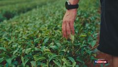 Taiwan, il mistero del tè "lei cha" si intreccia con la storia di resilienza di un'intera popolazione