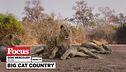 Big cat country