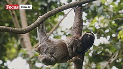 Casa dolce casa - Dove vivono gli animali