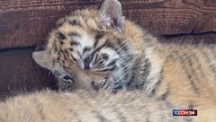 Cuccioli di tigre festeggiano un mese di vita... con una foto
