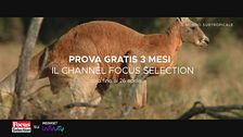 Focus Selection è su Mediaset Infinity
