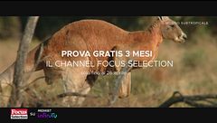 Focus Selection è su Mediaset Infinity