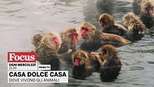 Casa dolce casa - Dove vivono gli animali