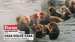 Casa dolce casa - Dove vivono gli animali