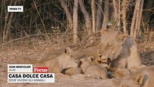 Casa dolce casa - Dove vivono gli animali