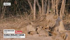 Casa dolce casa - Dove vivono gli animali