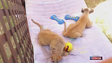 Cina, boom di visite allo zoo per vedere due cuccioli di leone africano