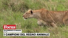 I campioni del regno animale
