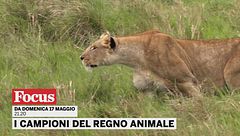 I campioni del regno animale