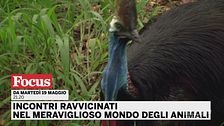 Incontri ravvicinati nel meraviglioso mondo degli animali
