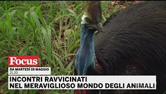 Incontri ravvicinati nel meraviglioso mondo degli animali