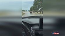 Bari, tre pony e un asino camminano in strada tra le auto