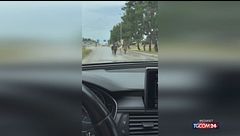 Bari, tre pony e un asino camminano in strada tra le auto