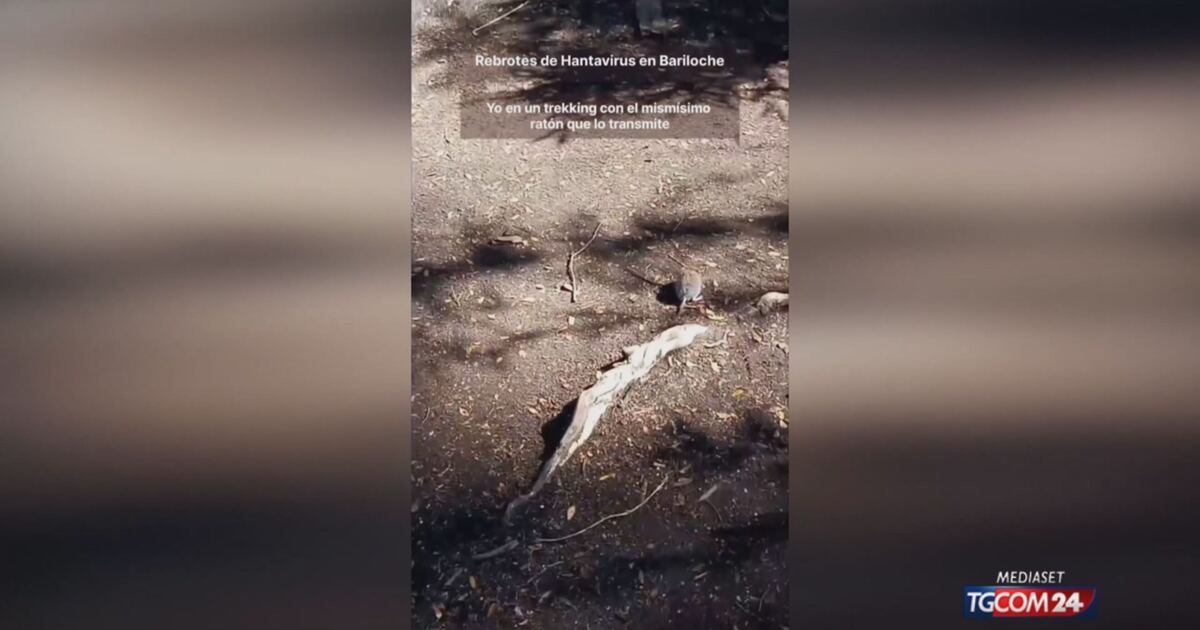 Argentine User Apologizes to Community Over Virus-Carrying Rat - News Directory 3